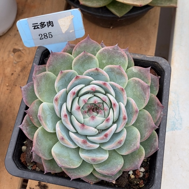 D285- 直播福利 卡西欧