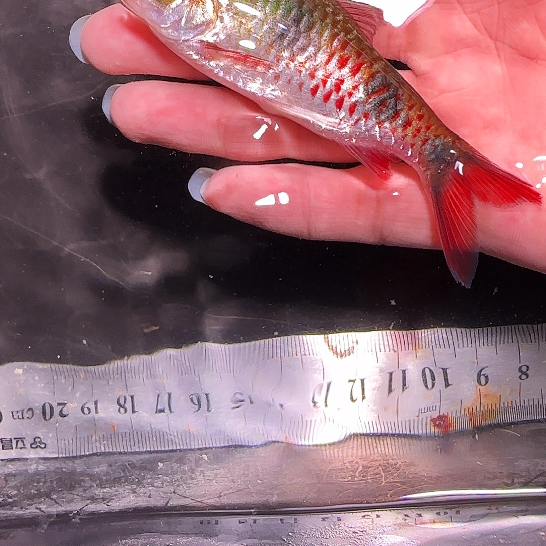 灯科鱼红点161616