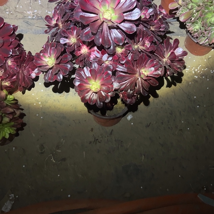 法师链接一物一拍79