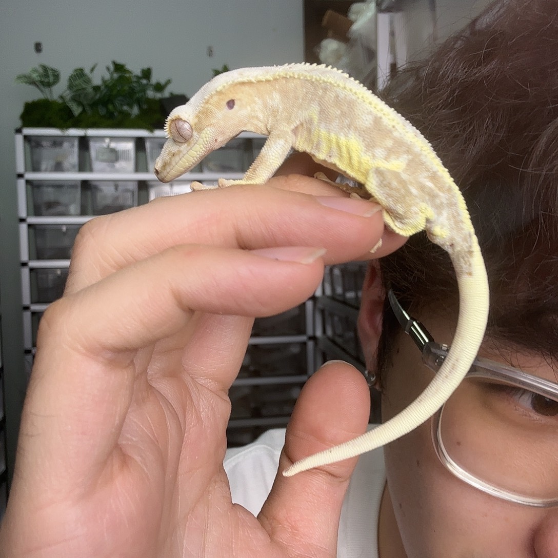 萌***人睫角守宫三色莉莉