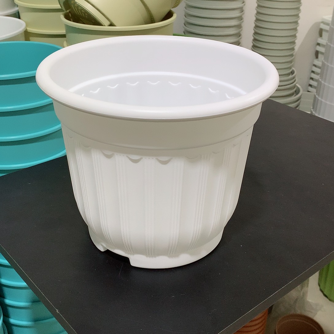 树脂罗马口24白4个无托