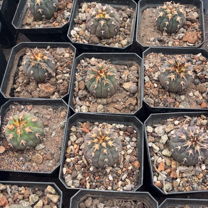 实生猫爪好养皮实