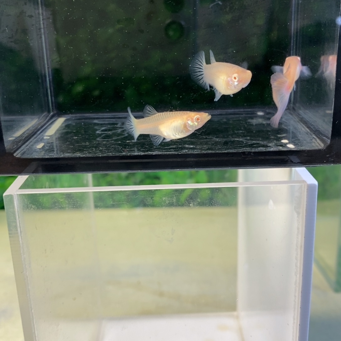 孔雀鱼金粉欧翼三条