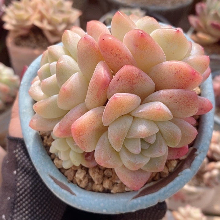 冰玉 韩货精品555