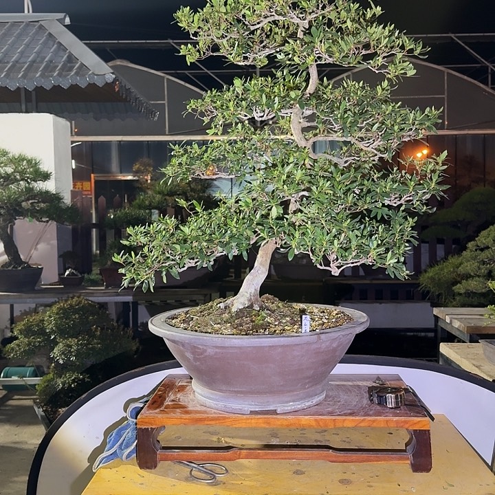 完全开放杜鹃1000不包邮