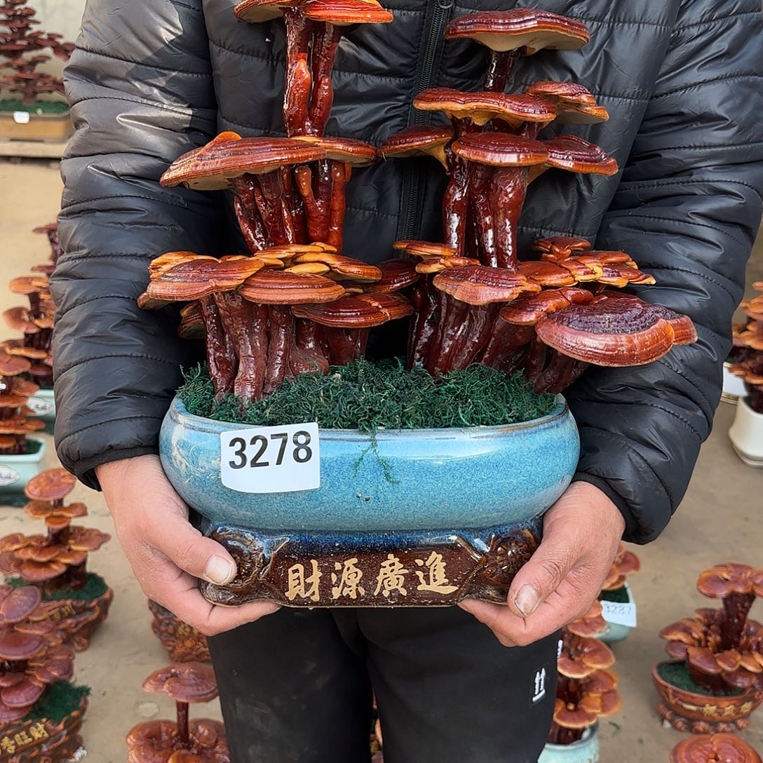 无花朵灵芝是我国著名植物