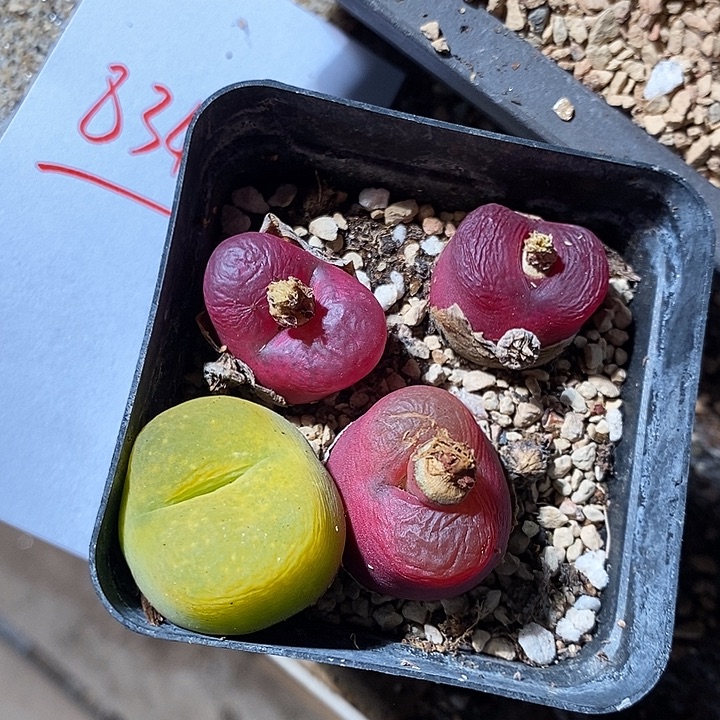 8344。  一组蟠桃。 