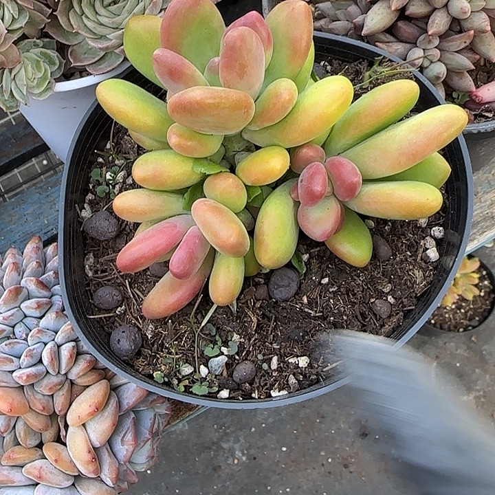 青蛙王子儿童牙膏套装。