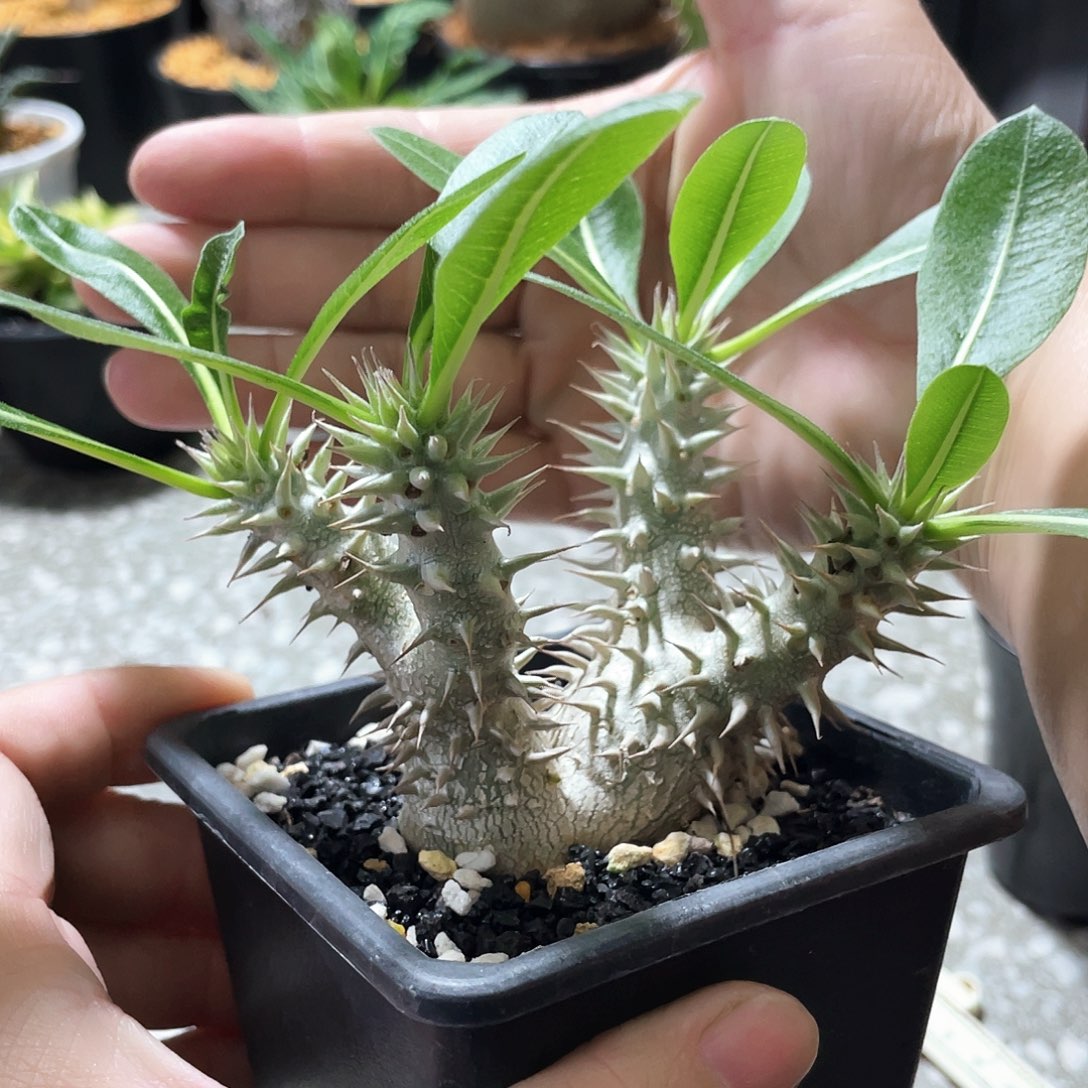 福利筒蝶春66666666666