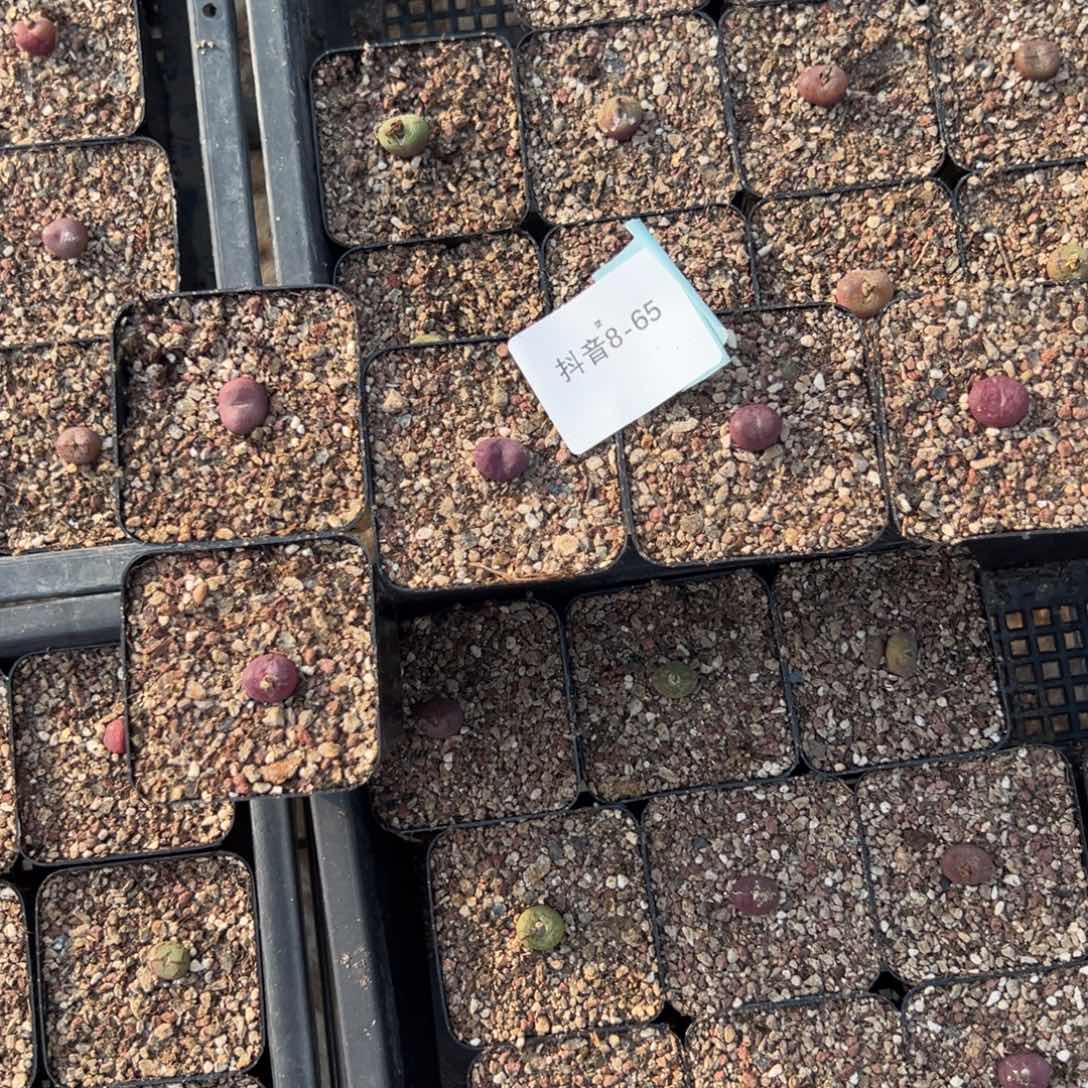8-65量拍吕杂一颗