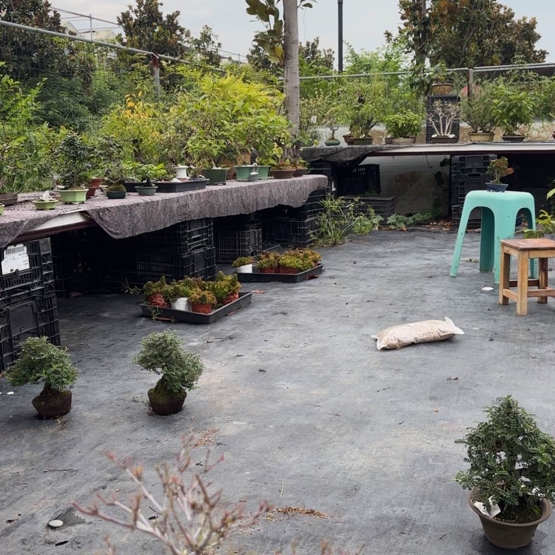 全场盆景放假清货