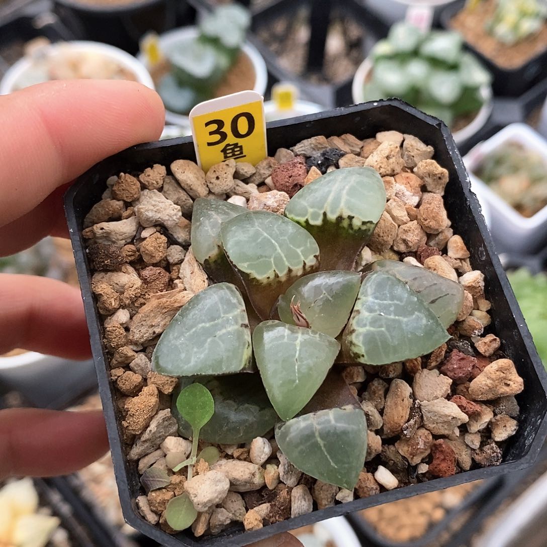 红陶30号月光女神克一物一拍