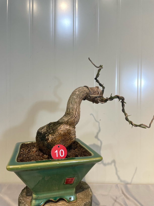 三角梅三角梅花盆栽小叶紫盆景室内老桩一物一拍三角梅老桩1