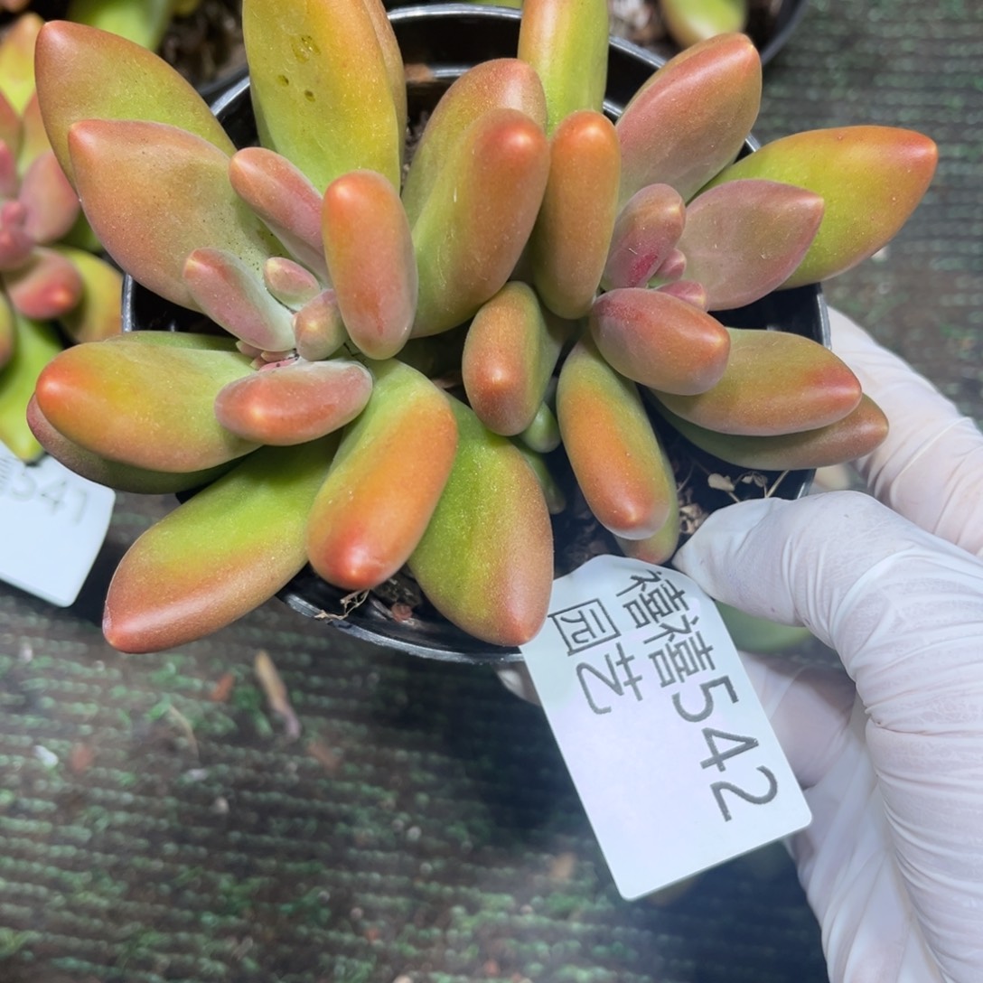 542芒果奶多肉植物