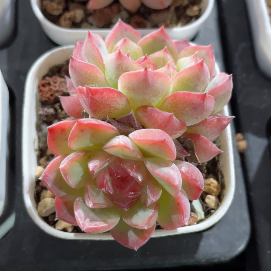 优选玉笛珍妮1147