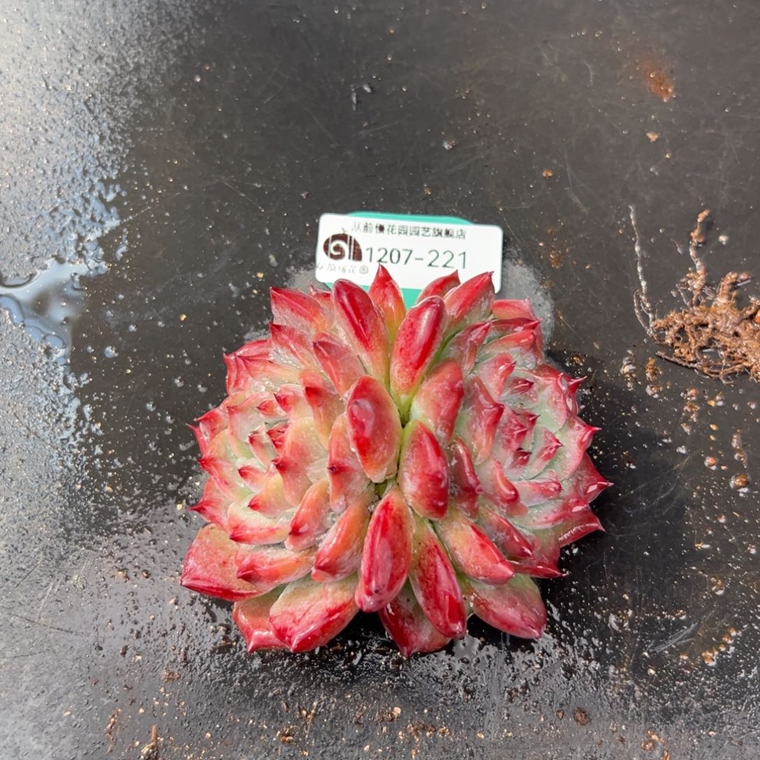 从前慢花园多肉编号1207-221