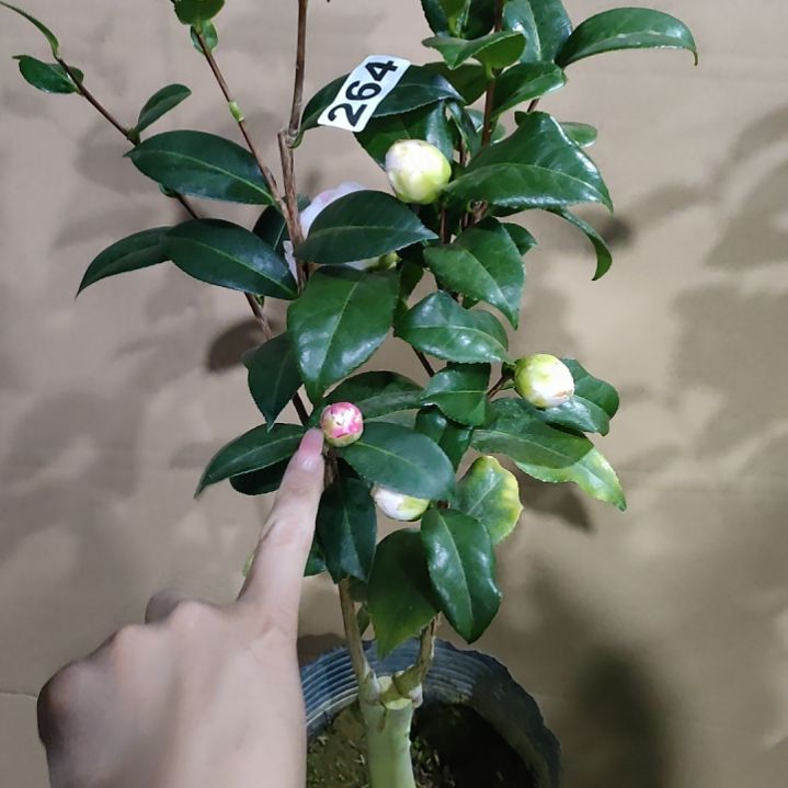 264魔术师，斑水屋，原盆原土发货