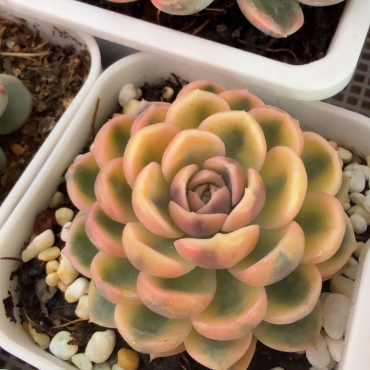 汉堡锦多肉植物一物一拍