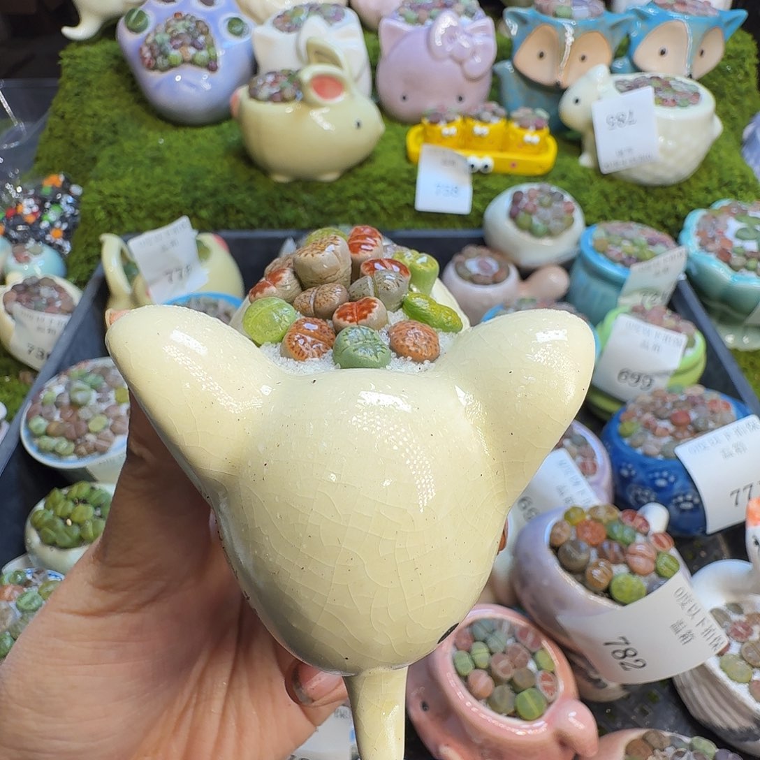 多肉植物福利冲787