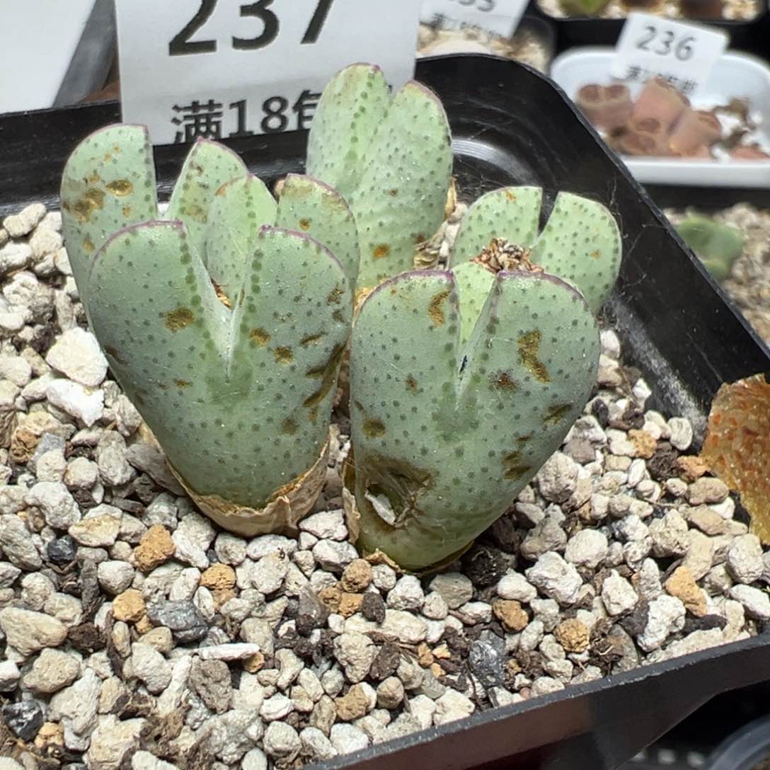 【闪购商品】 237。