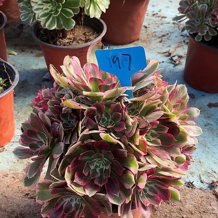 197一颗男神法师多肉