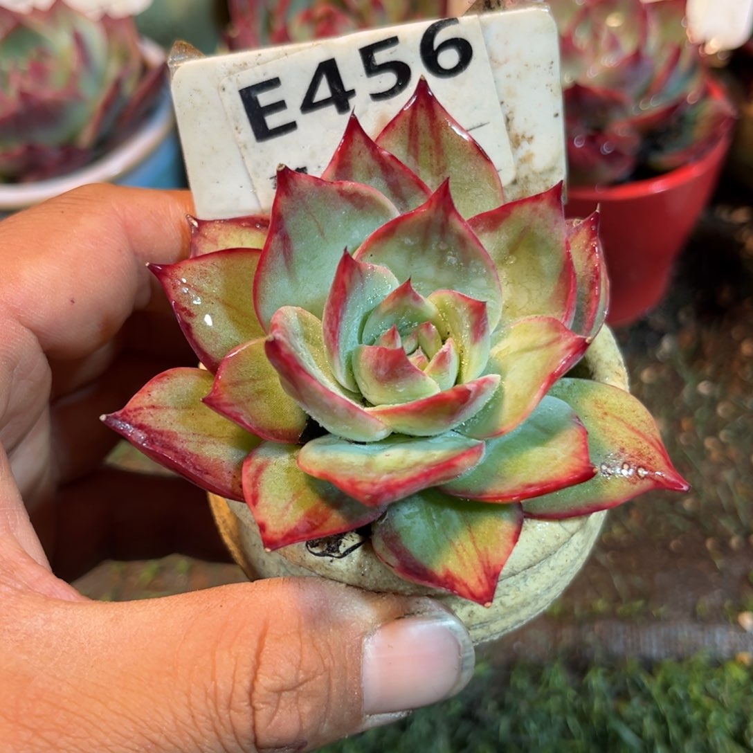 惊鸿一瞥456号多肉