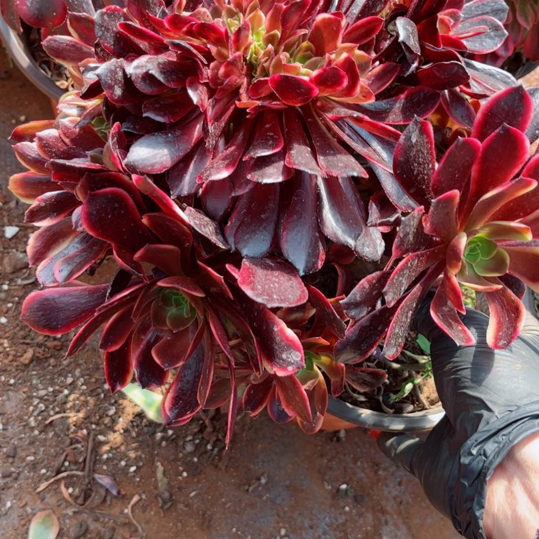 多肉植物677欧嘉莉