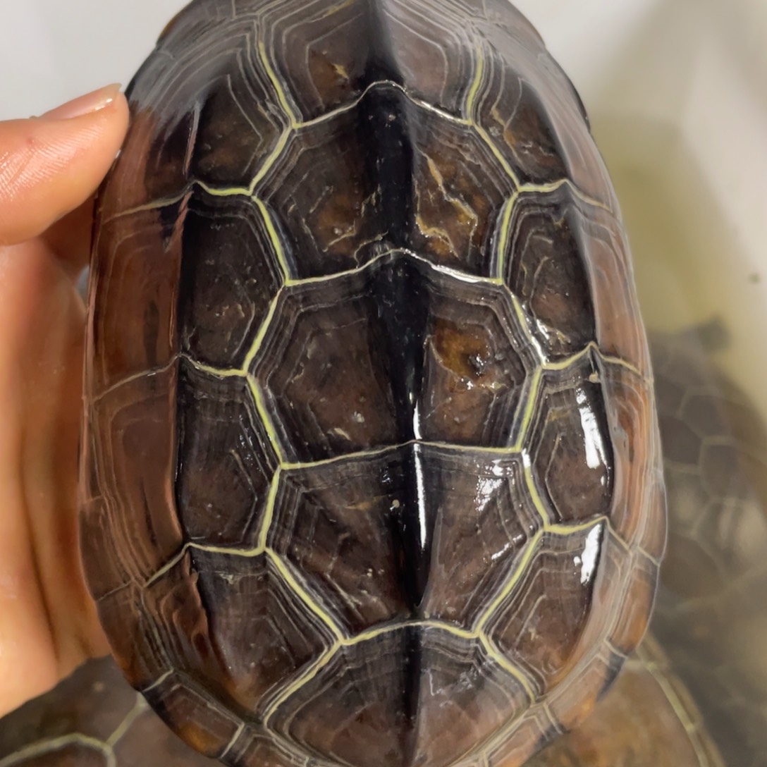 苏北金线冷水草龟