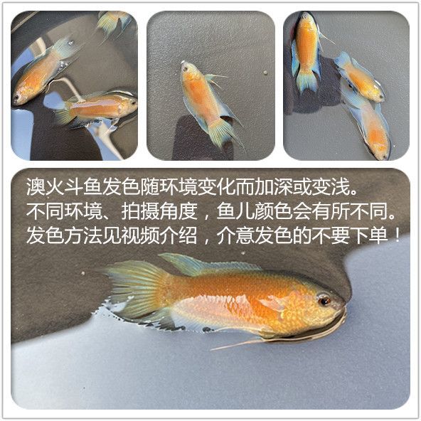 蓝叉澳火普叉中国斗鱼冷水观赏鱼鲜活耐养不用打氧适合新手养殖