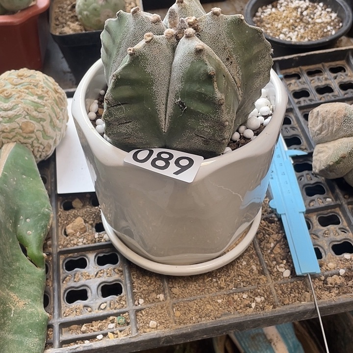 仙人球89号球鸾的