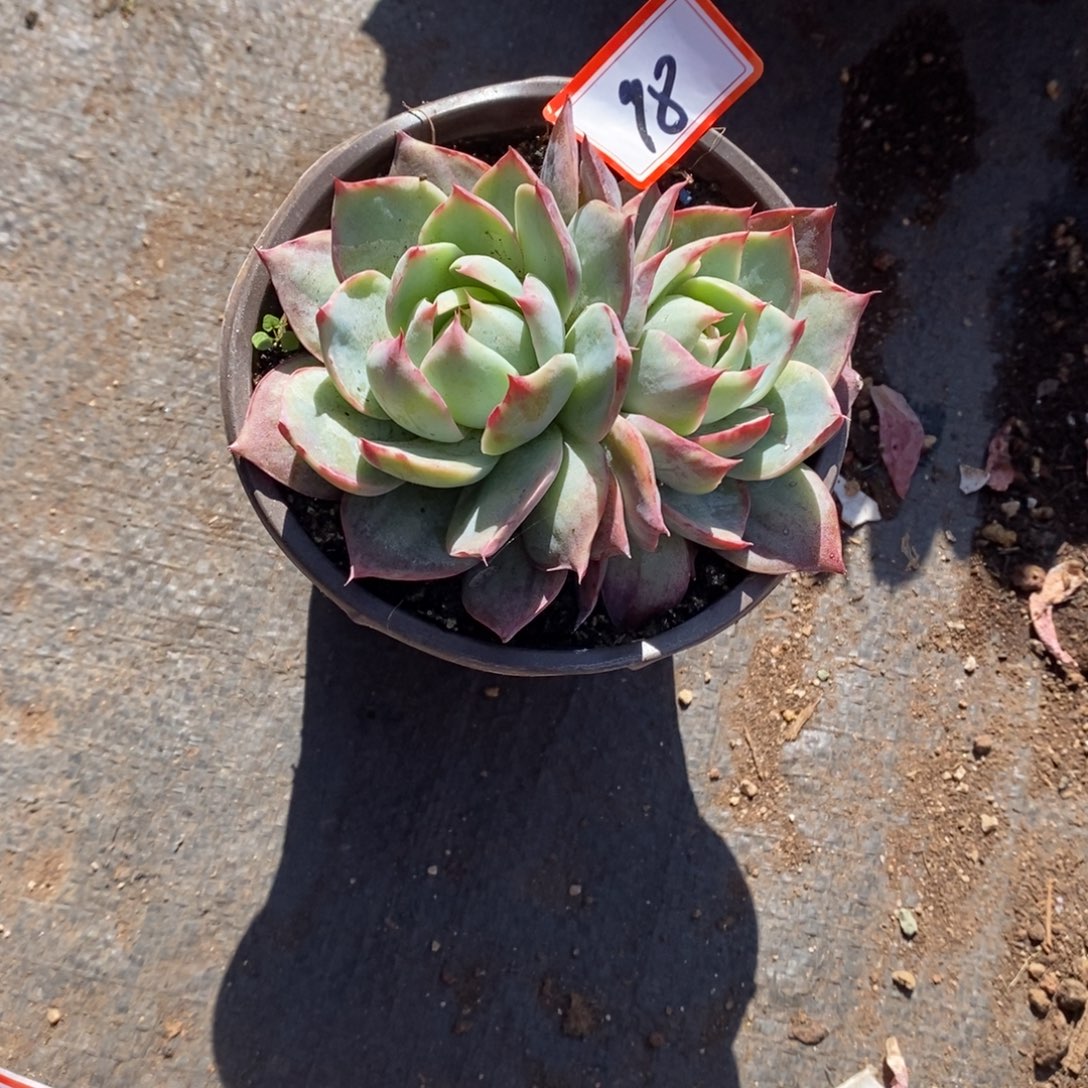 ****困         98。    