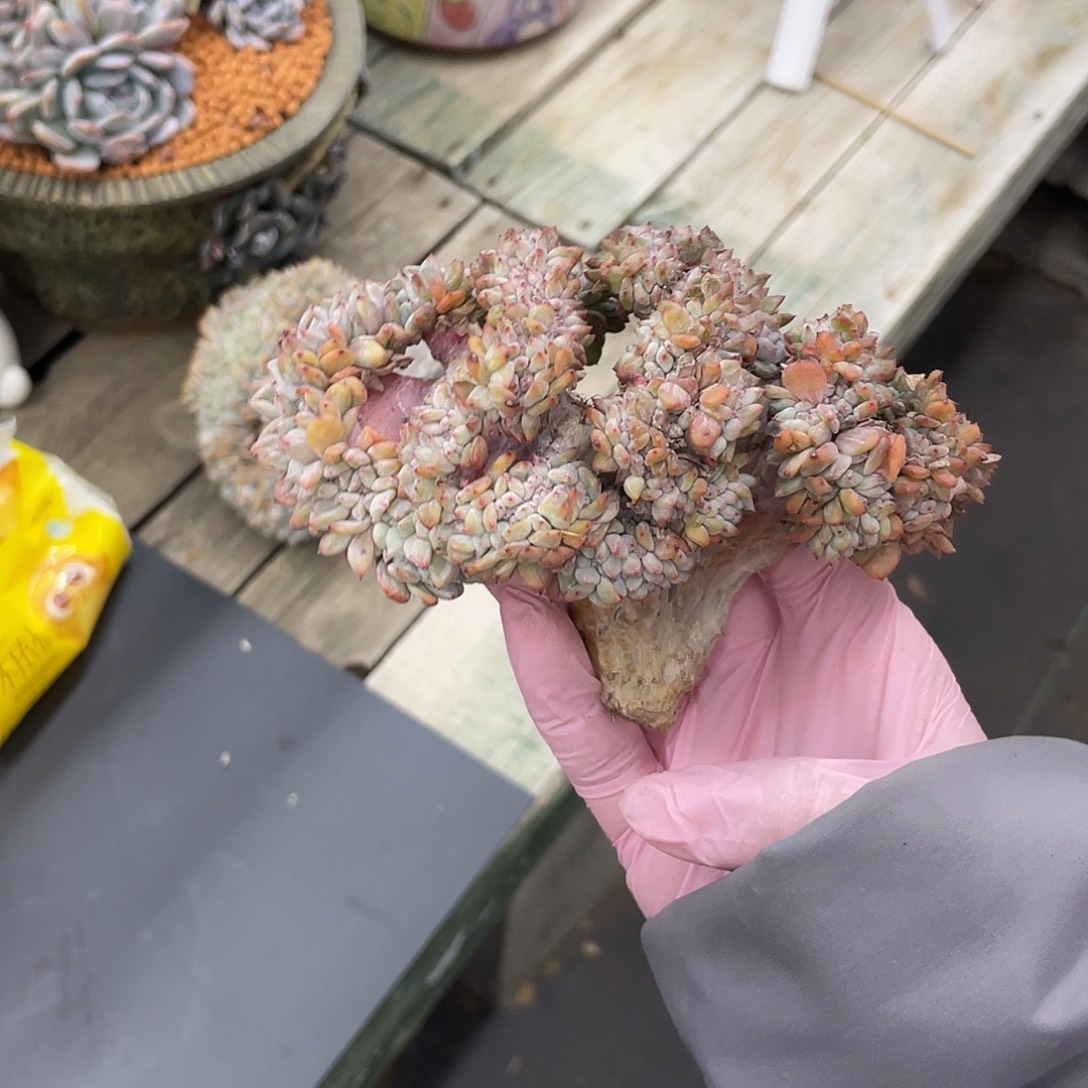 底切瑕疵星影老板子小树