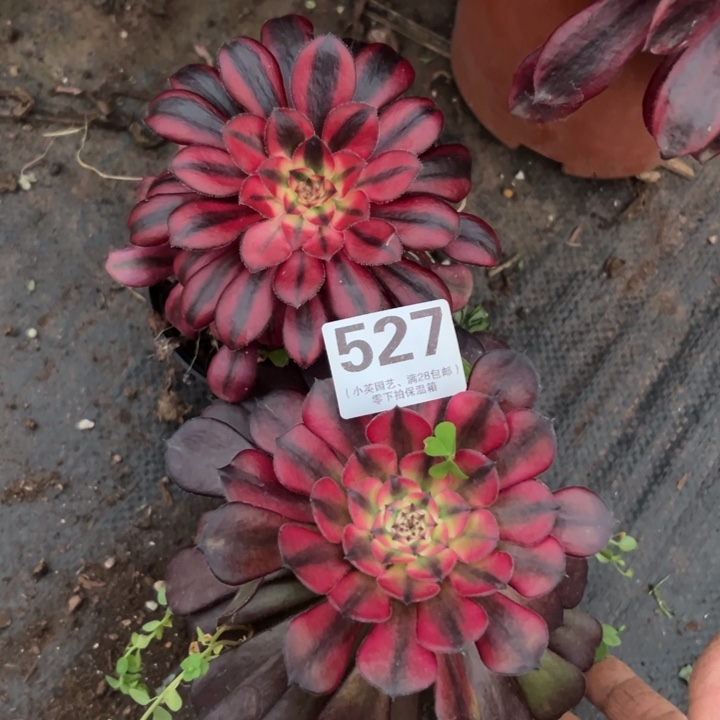 527多肉植物美玲，香奈儿