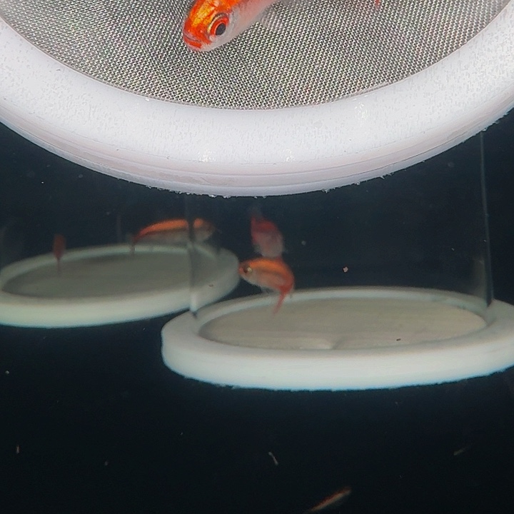 晶****灯科鱼K30-19 白金红月4.5cm左腿 1条