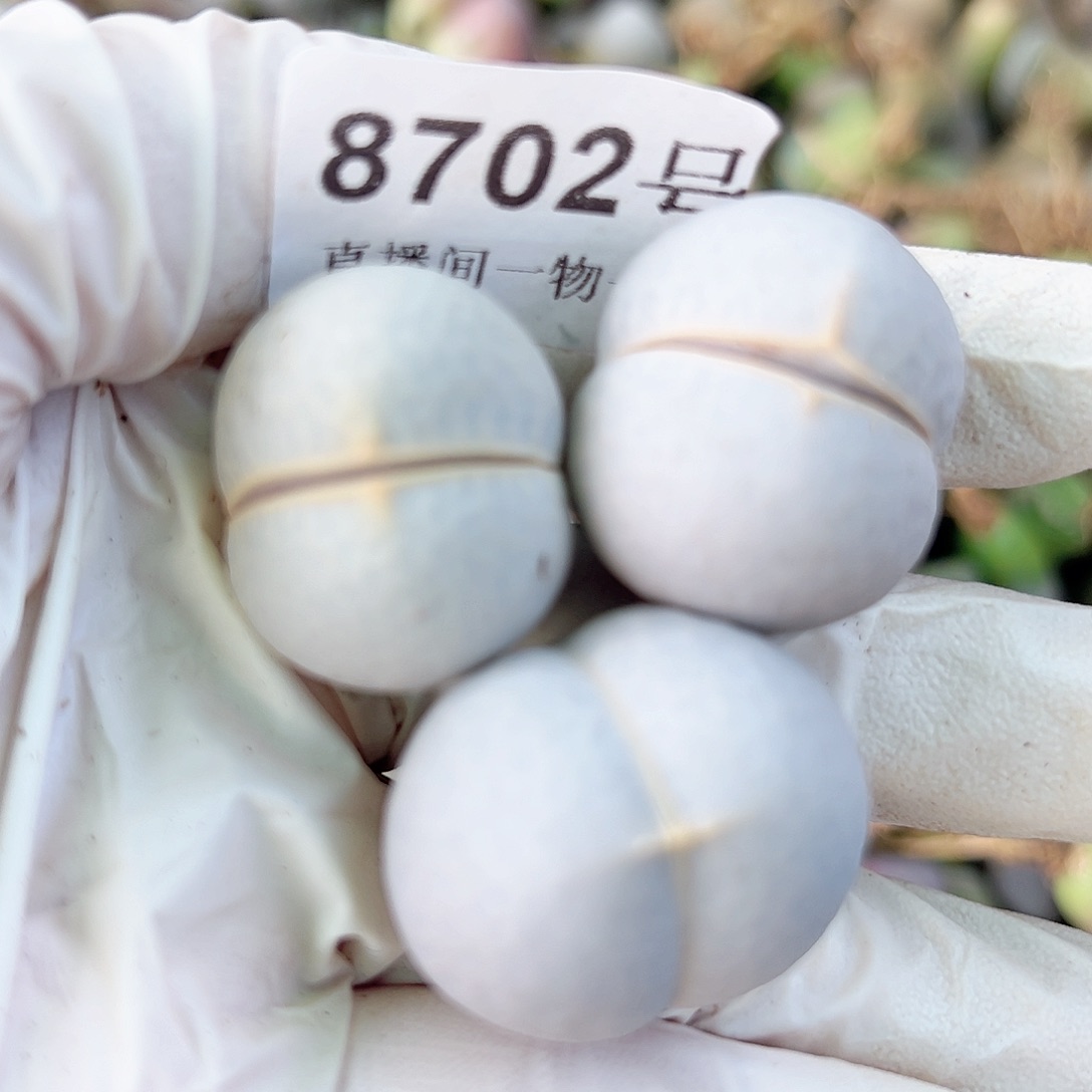 8702 好养易活生石花大母本3个