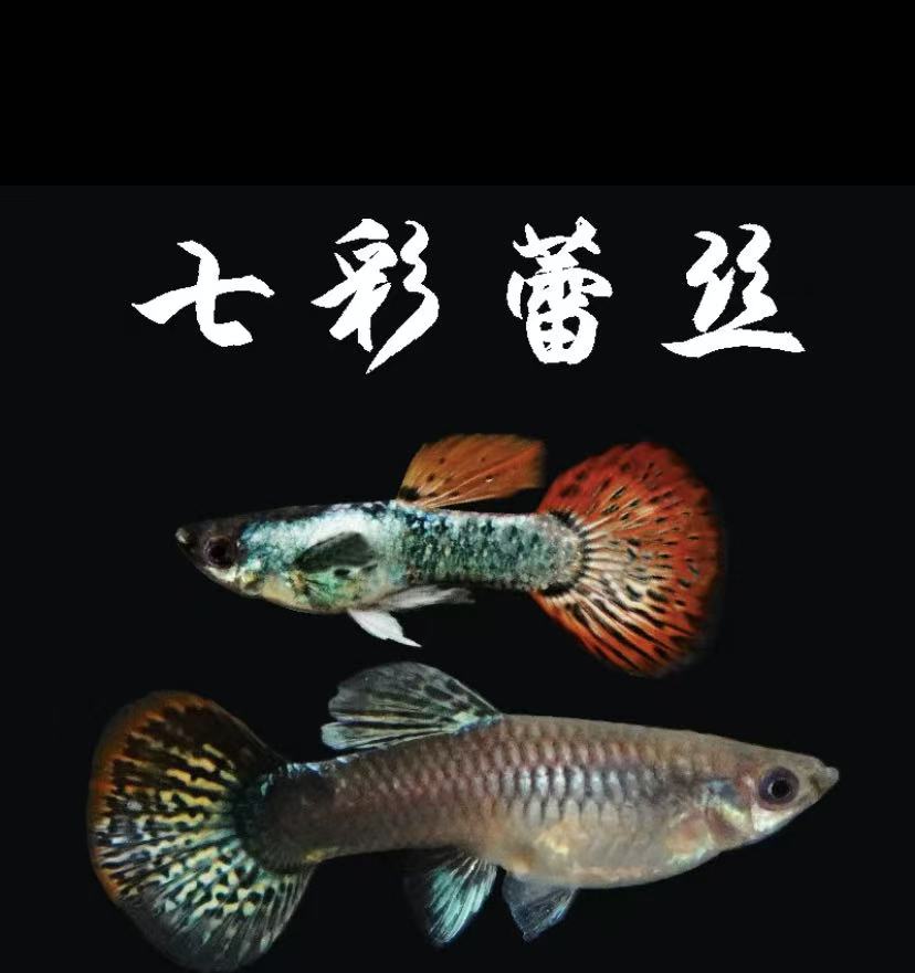 七彩蕾丝 小型淡水观赏鱼孔雀鱼活体好养 5对10条 【8正常+2备损】