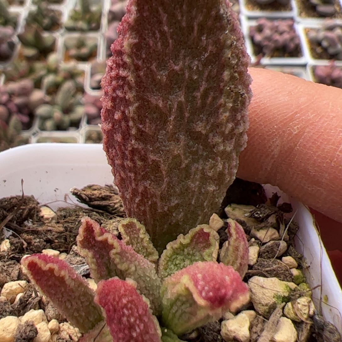 古灵阁水泡多肉植物