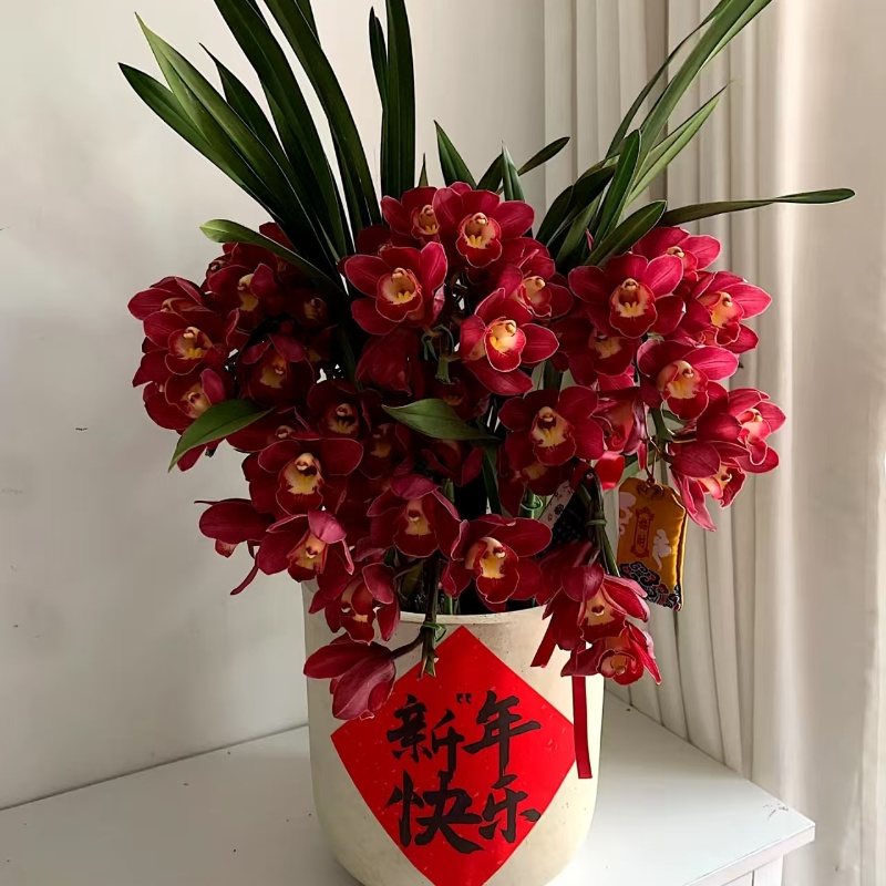 【大花惠兰自选】各种颜色直播间扣号码（盆子坏了掉几个花苞不售后）