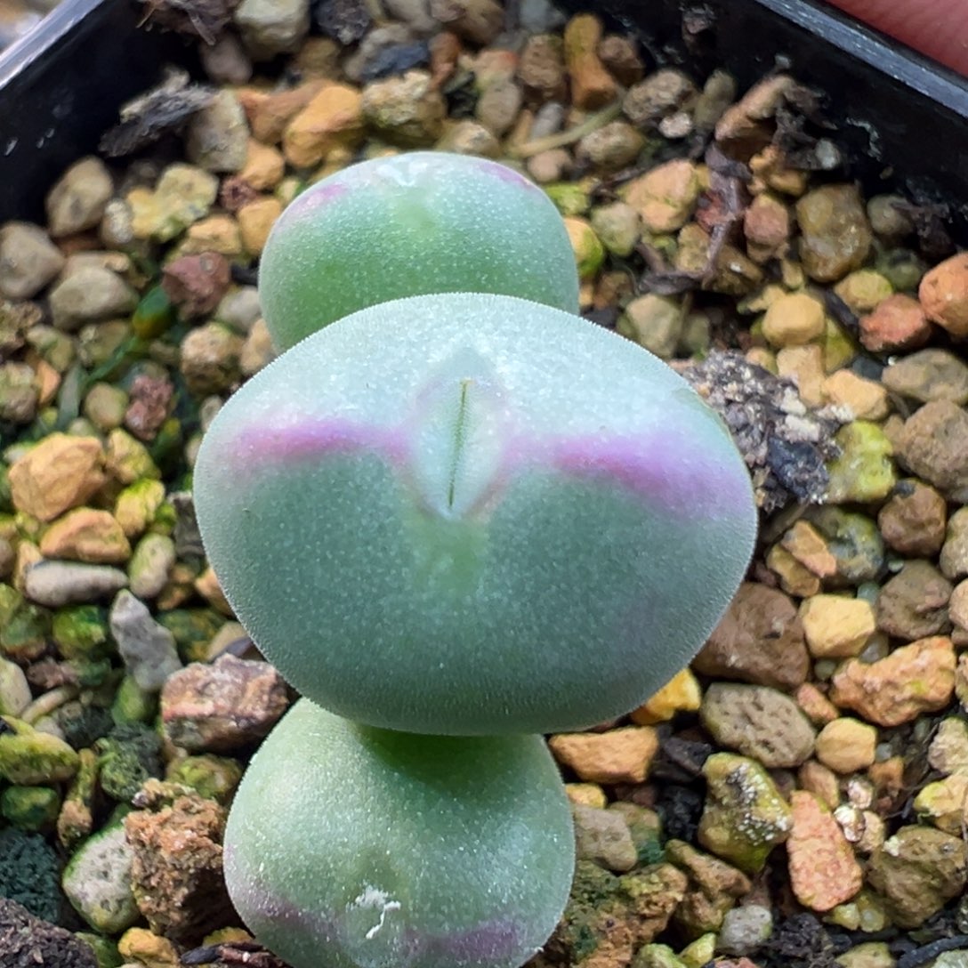 175三头绒将杂一棵特