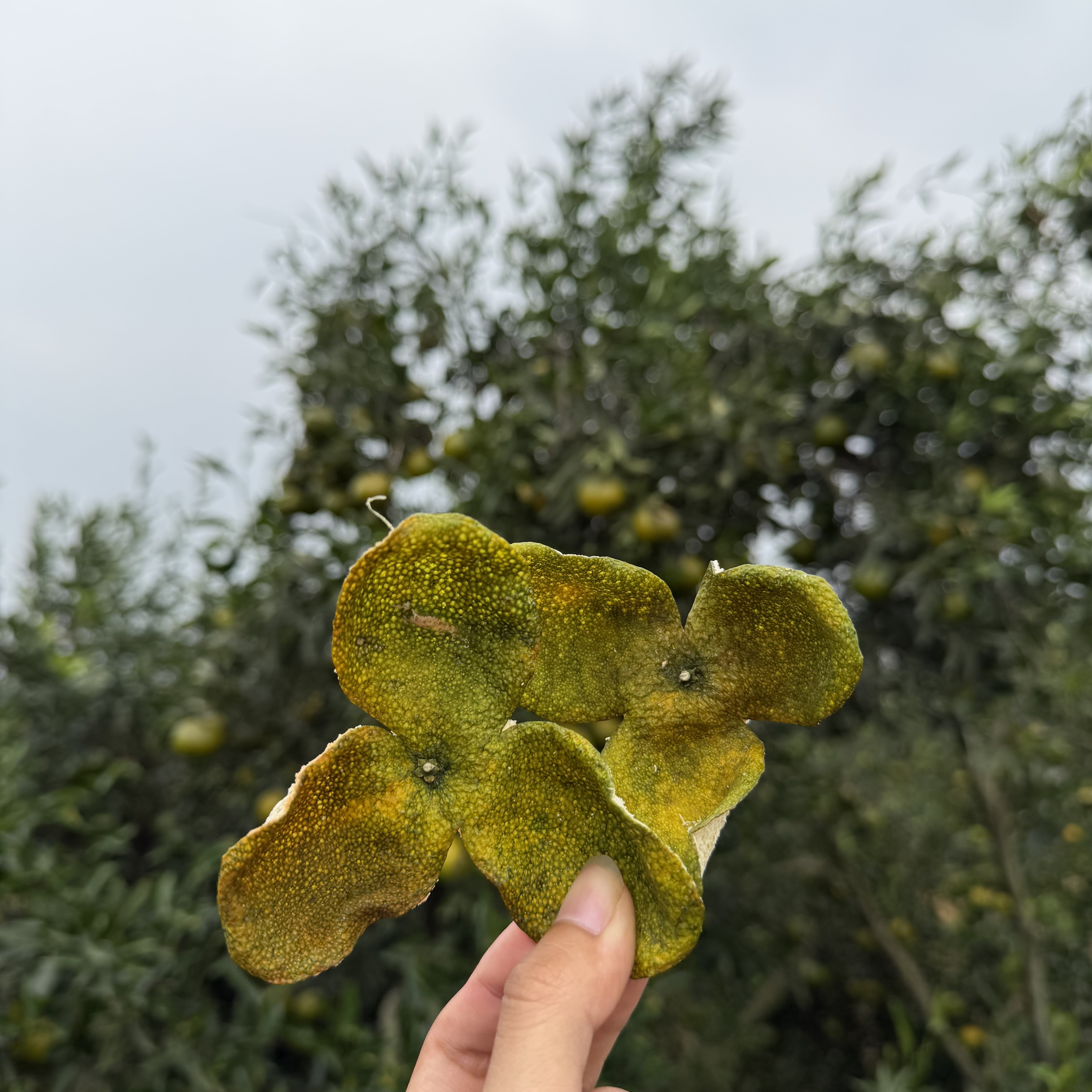 【2025年天马圈枝二红皮】映霜红15年老树皮 自然干仓陈皮天然生晒