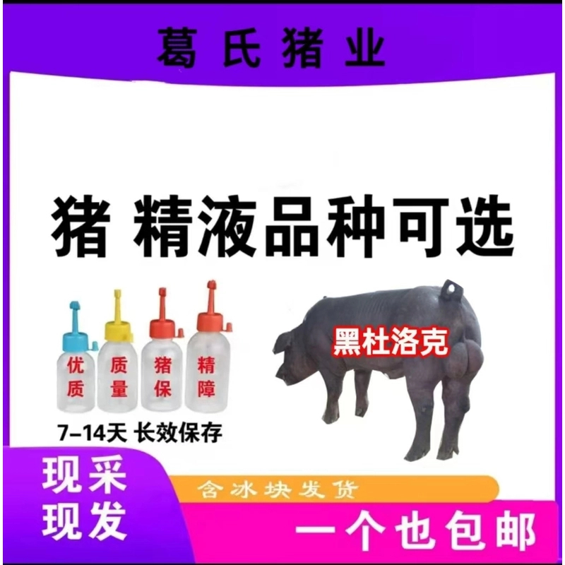 优质原种黑金刚兽用猪精一个包邮包活现采现发