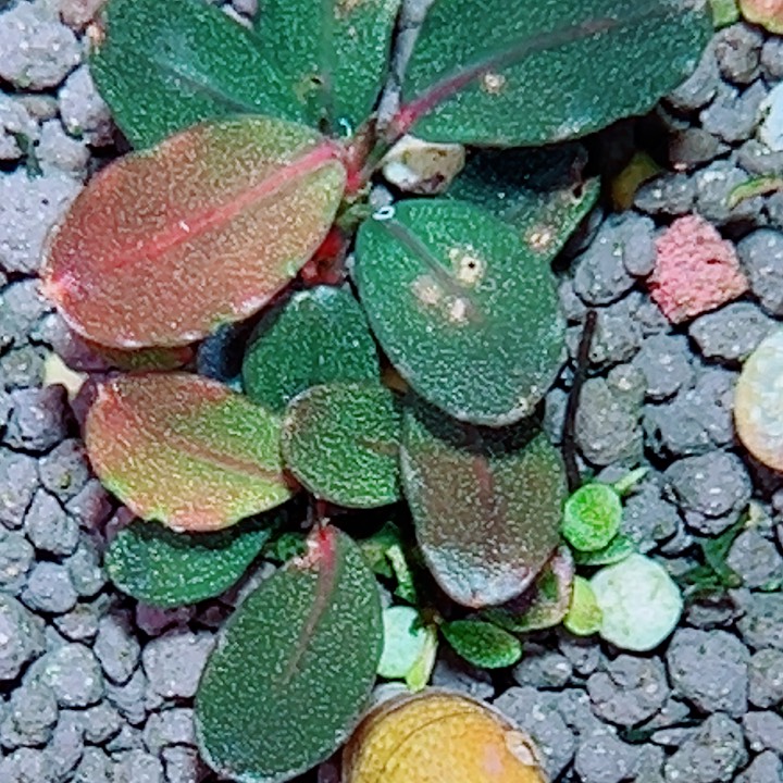 福利号9福利价植物一丛