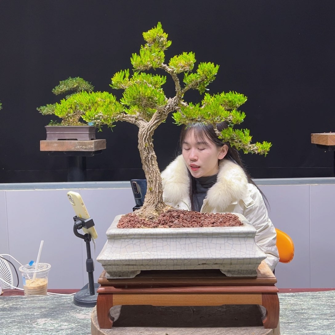 四季常青老桩黄杨盆景