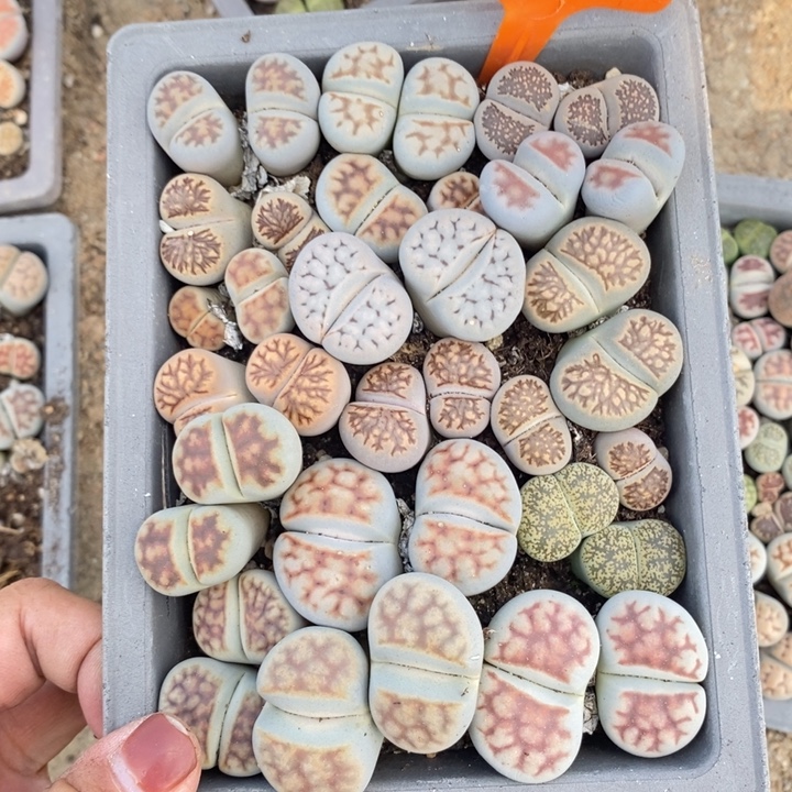 小***俞生石花等植物的生长398