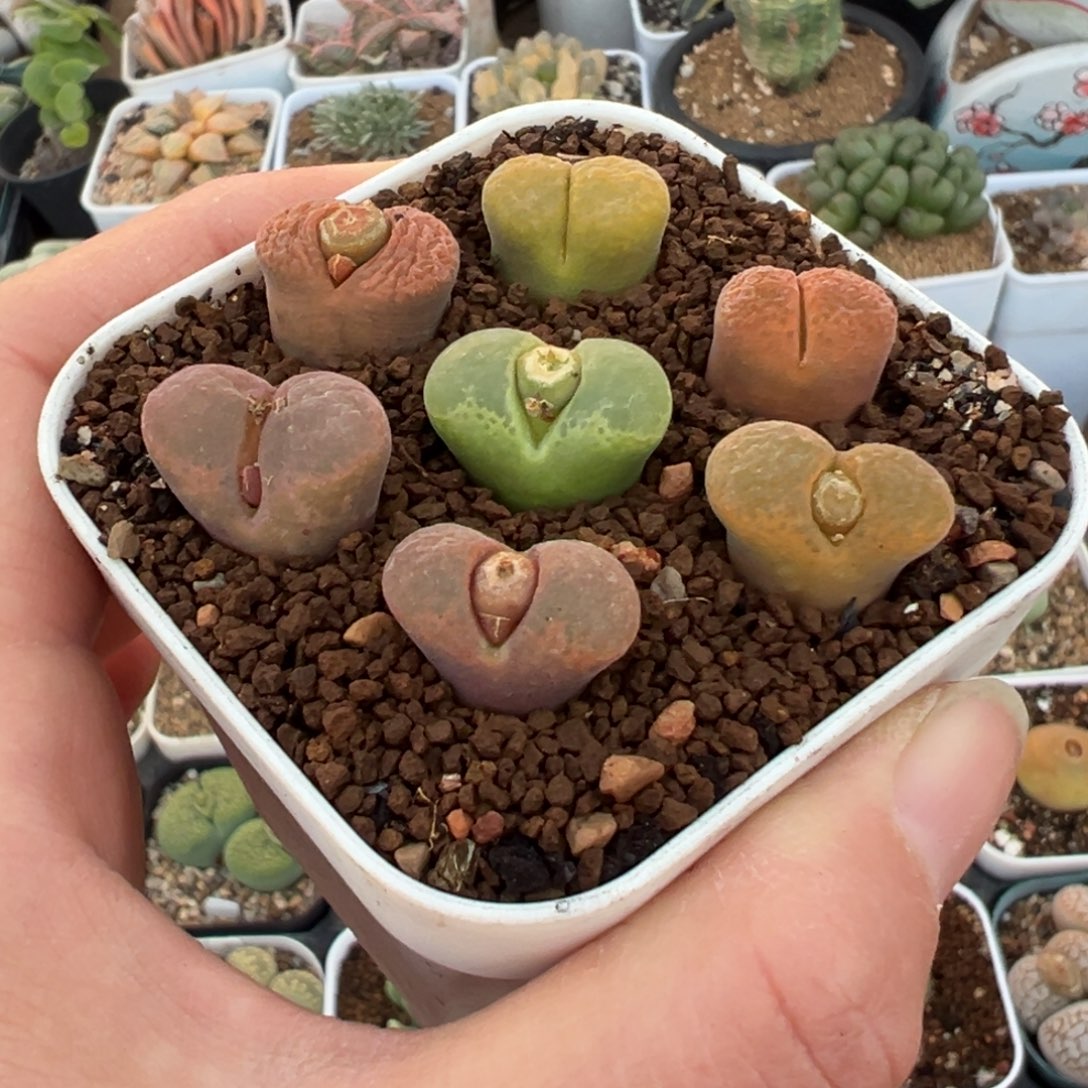 风铃组合多肉植物百科