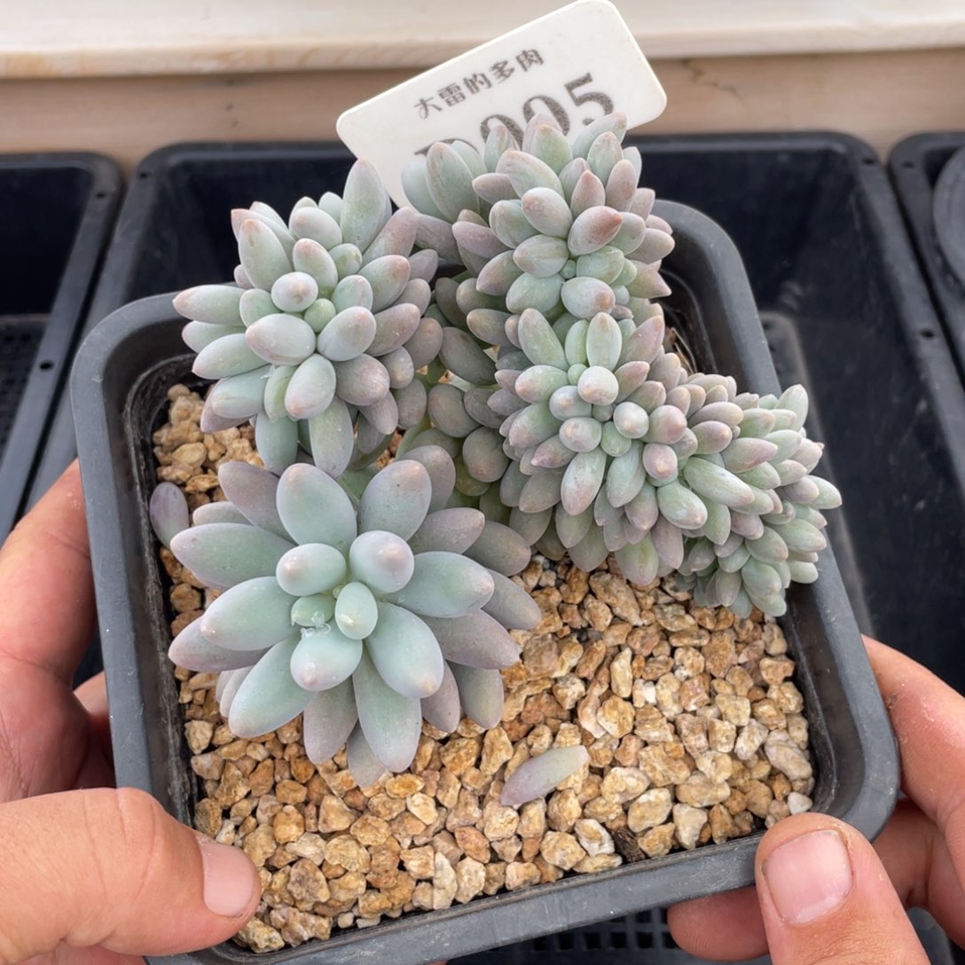 005汤圆缀不带盆12厘米