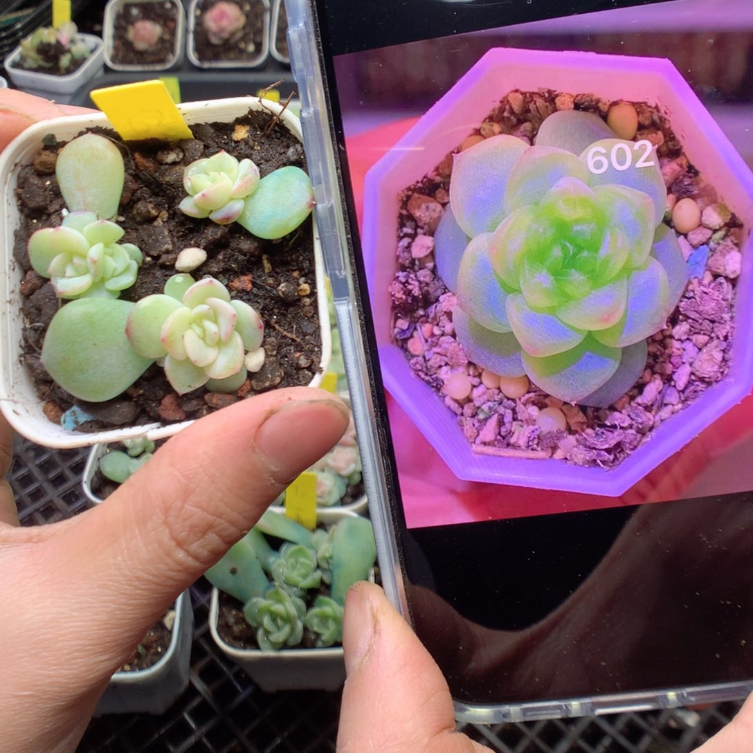 无花朵602。珍妮3颗yyyyy