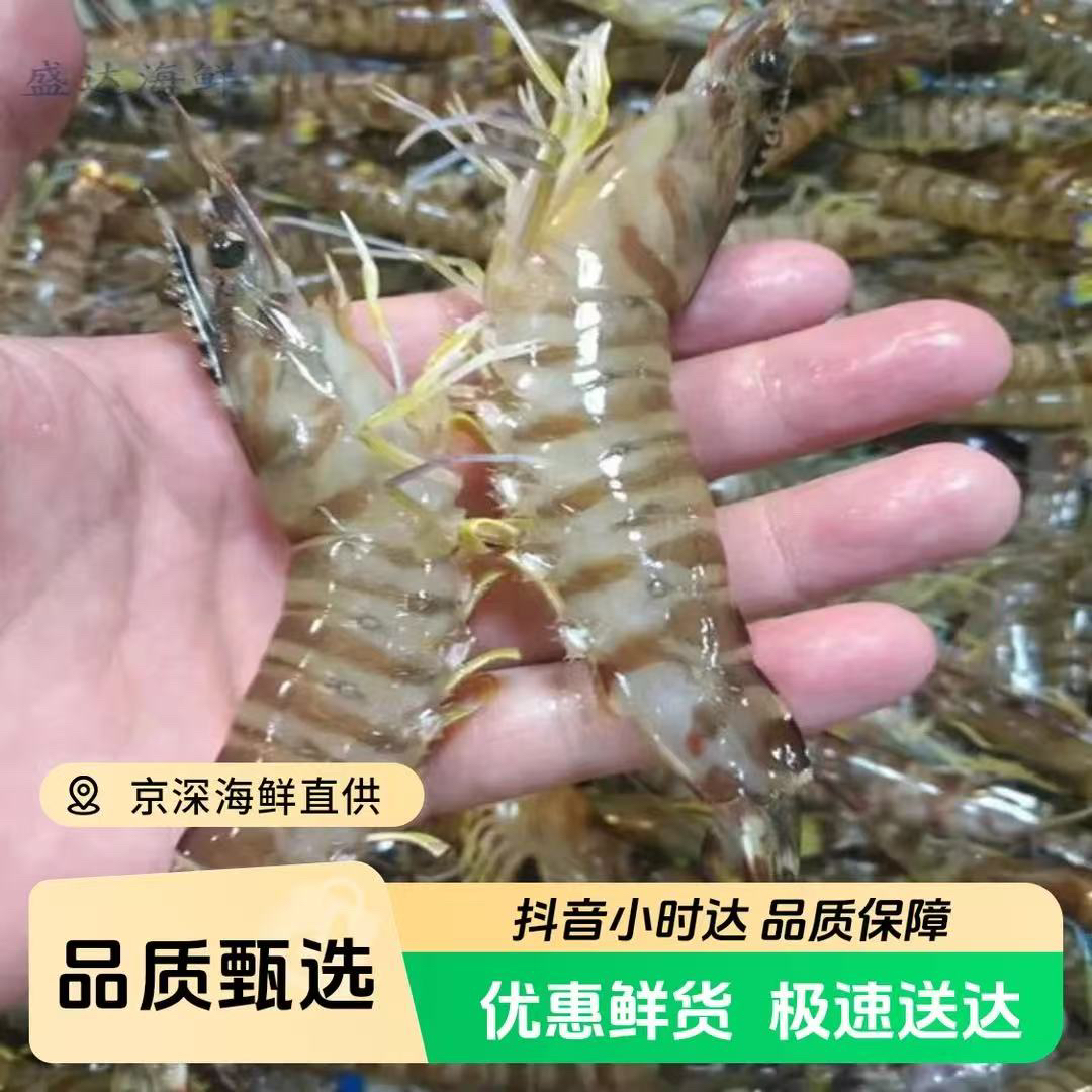 鲜活 基围虾 竹节虾 九节虾