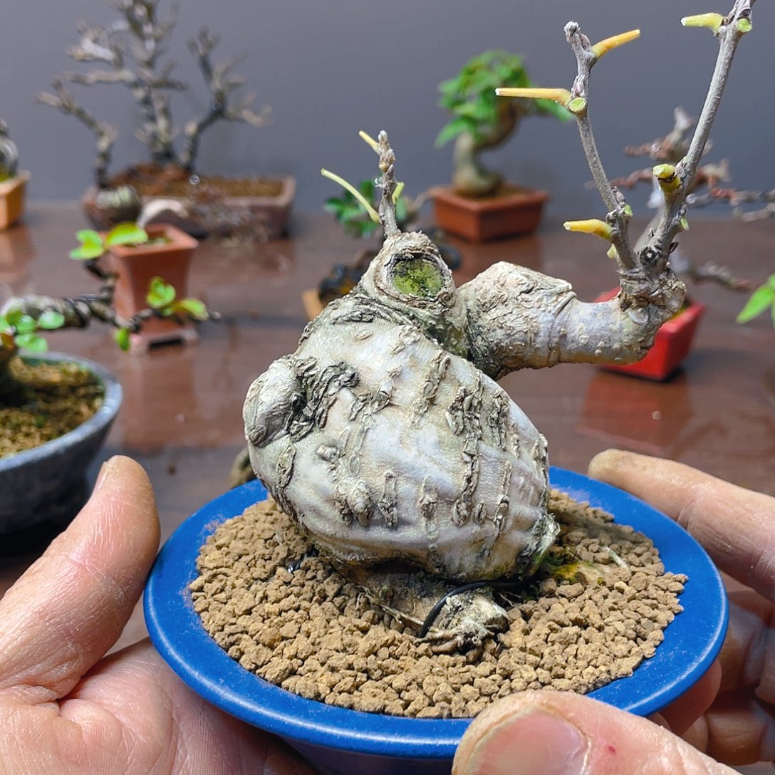 B***o无花朵紫藤花开富贵吉祥