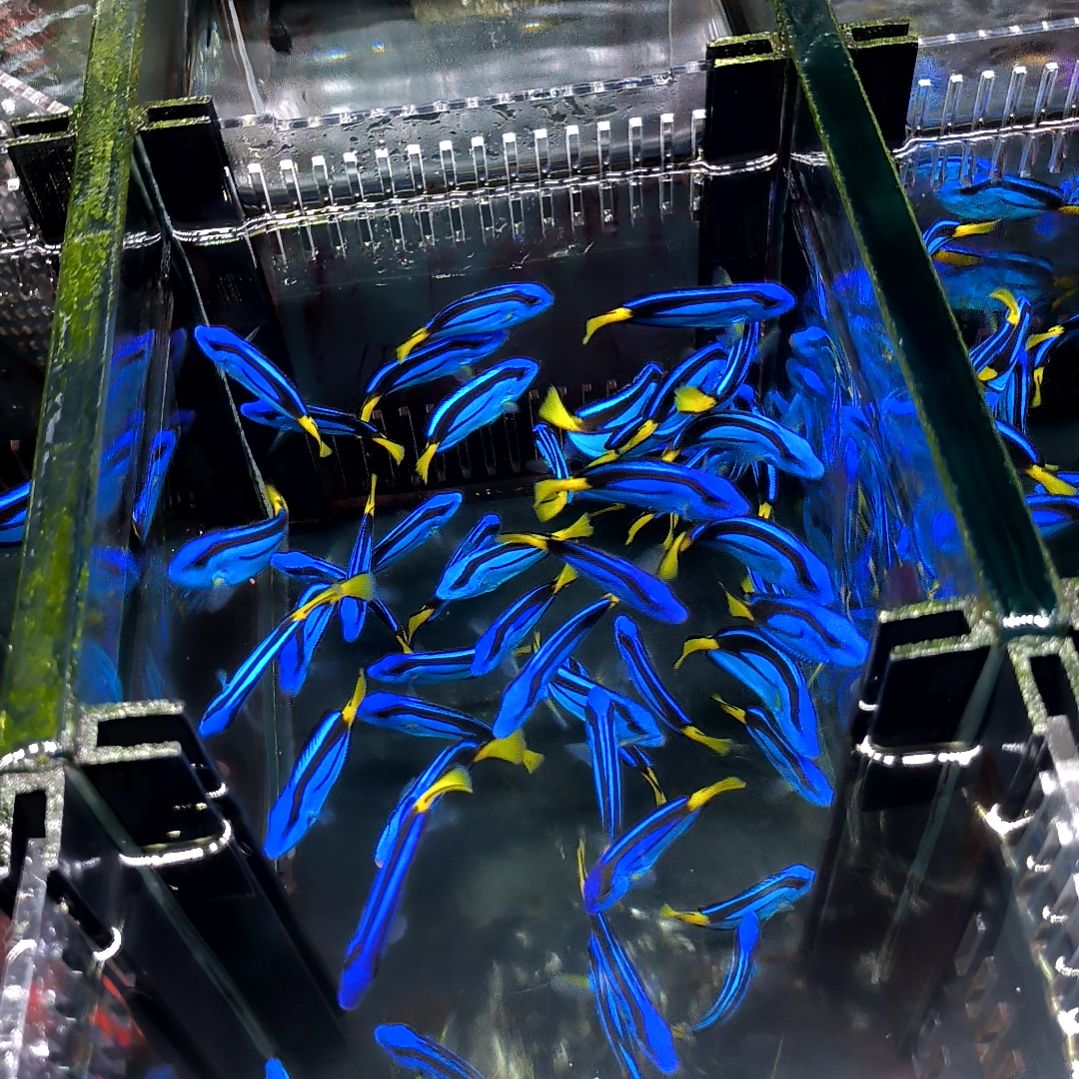 海水鱼蓝吊4+2条 5好系统